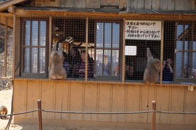 Observing and entertaining the caged primates