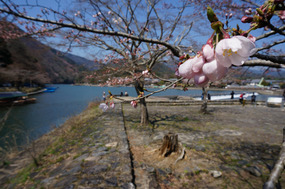 Sakura had just started opening