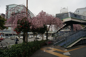 Rain destroys the cherry blossoms