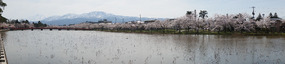 Castle moat, and the sakura on the opposite bank