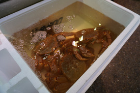Some of the more alive seafood at the market