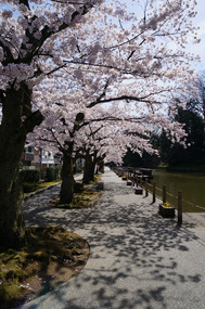 The sakura lined Kanazawa castle park outer moat