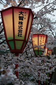 Sakura and lanterns
