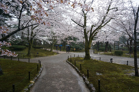 Sakura blanketed every pathway