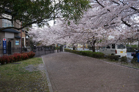 Cherry blossom petals are everywhere in Kyoto