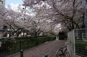 Once again, petals covered everything