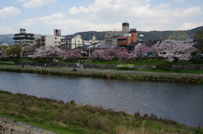 Riverbank is lined with colour, but not for long