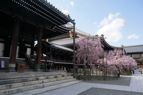 Sakura at Shibuyasan Bukko Temple