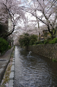 The petals fall like snow when the wind blows