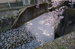 A million sakura petals at a canal bottleneck