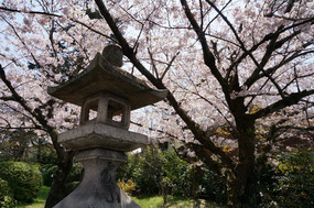 A lantern under sakura, somewhere in Kyoto.