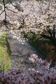The canal along the philosophers path