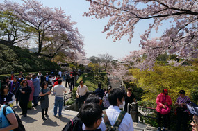 The sakura, and crowds, still out in force