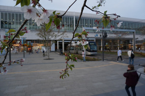 Last of the sakura cling to the tree at Toyama 