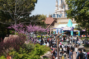 Sakura still hanging on at Disneyland
