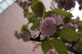 Late blooming Sakura, still hanging on.