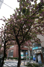 The last of the Sakura hold on bravely.