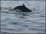 Tadoussac Whale