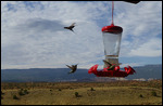 Humming Birds