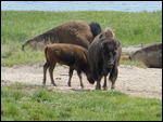 Buffalo