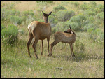Watch out we may be dinner!