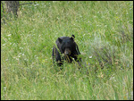 Yellowstone Bear