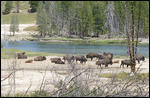 Mammoth Hot Springs10