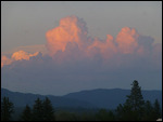 Whitefish