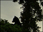 Bear waiting