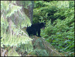 Baby Black bear stuck 