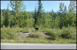 Bear spot2