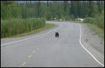Alaskan highway bear