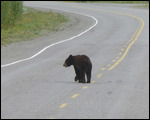 Alaskan highway big bear