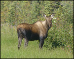 Moose