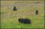 ALCAN Bear