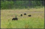 ALCAN Bear1