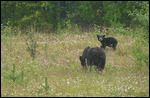 ALCAN Bear2