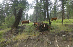 Even the cattle are surprised