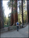 Mariposa Grove