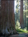 Mariposa Grove1
