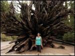 Mariposa Grove2