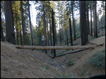 Mariposa Grove3