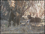 Yosemite mum bear and cubs