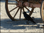 Even the crows are hot