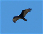 Is this a Condor?