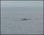 Beluga