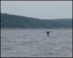 Whale