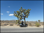 Joshua Tree National Park