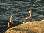 Pelicans