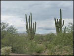 Desert1